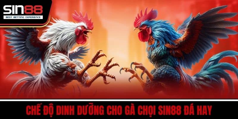 Cách Chăm Gà Chọi Giúp Gà Sung Sức Đá Hay Mỗi Ngày Tại SIN88 3 Chế Độ Dinh Dưỡng Cho Gà Chọi SIN88 Đá Hay