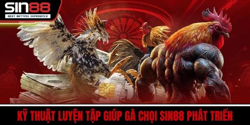 Cách Chăm Gà Chọi Giúp Gà Sung Sức Đá Hay Mỗi Ngày Tại SIN88 4 Kỹ Thuật Luyện Tập Giúp Gà Chọi SIN88 Phát Triển