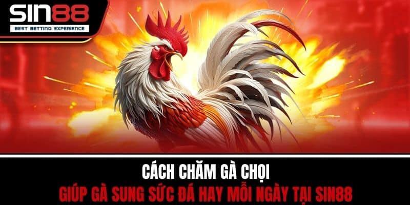 Cách Chăm Gà Chọi Giúp Gà Sung Sức Đá Hay Mỗi Ngày Tại SIN88 1 Cách Chăm Gà Chọi Giúp Gà Sung Sức Đá Hay Mỗi Ngày Tại SIN88