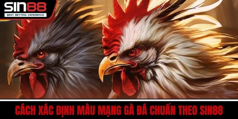 Màu Mạng Gà Đá – Xem Mạng Gà Hợp Ngày Đá Chuẩn Nhất 3 Cách xác định màu mạng gà đá chuẩn theo SIN88