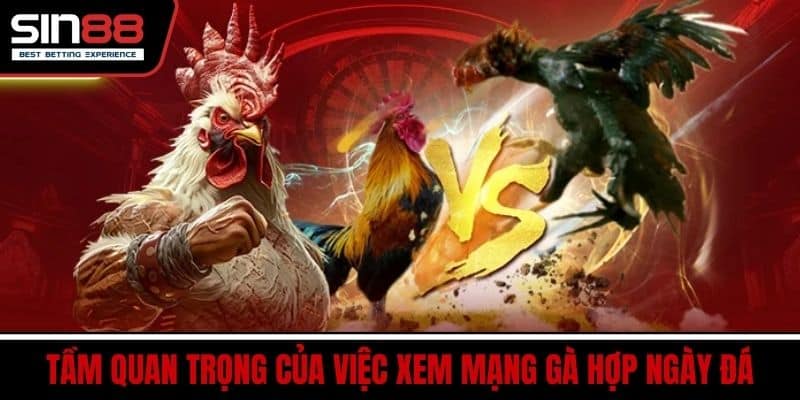 Màu Mạng Gà Đá – Xem Mạng Gà Hợp Ngày Đá Chuẩn Nhất 4 Tầm quan trọng của việc xem mạng gà hợp ngày đá