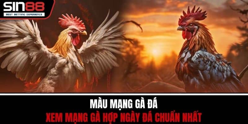 Màu Mạng Gà Đá – Xem Mạng Gà Hợp Ngày Đá Chuẩn Nhất 1 Màu Mạng Gà Đá – Xem Mạng Gà Hợp Ngày Đá Chuẩn Nhất
